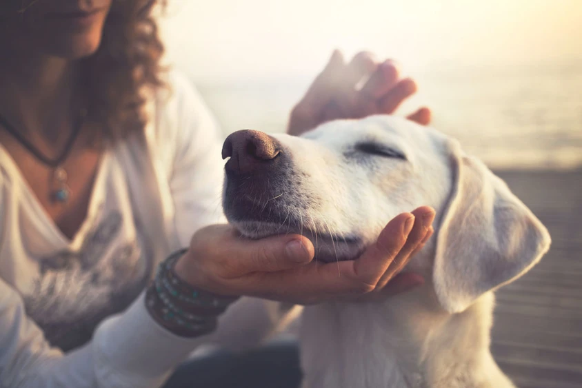 犬を溺愛している人8つの変な行動 Tabi Labo