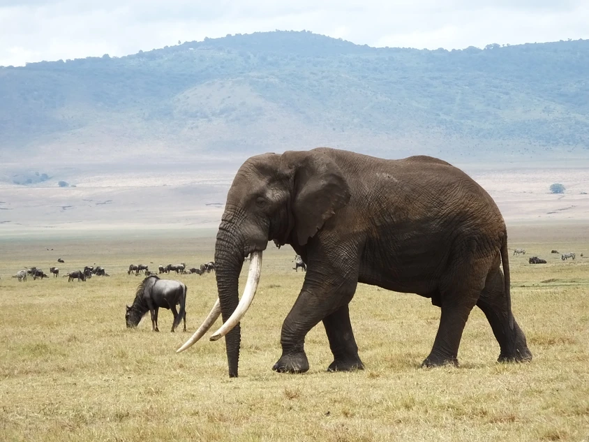 退役兵がアフリカの象を守る エレファント ウォーズ Tabi Labo