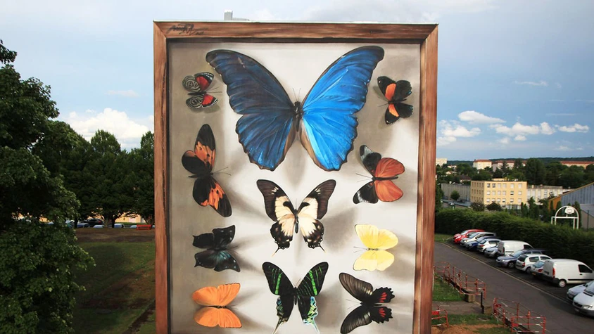 世界一大きい蝶の標本をつくるアーティストの2枚目の画像 Tabi Labo
