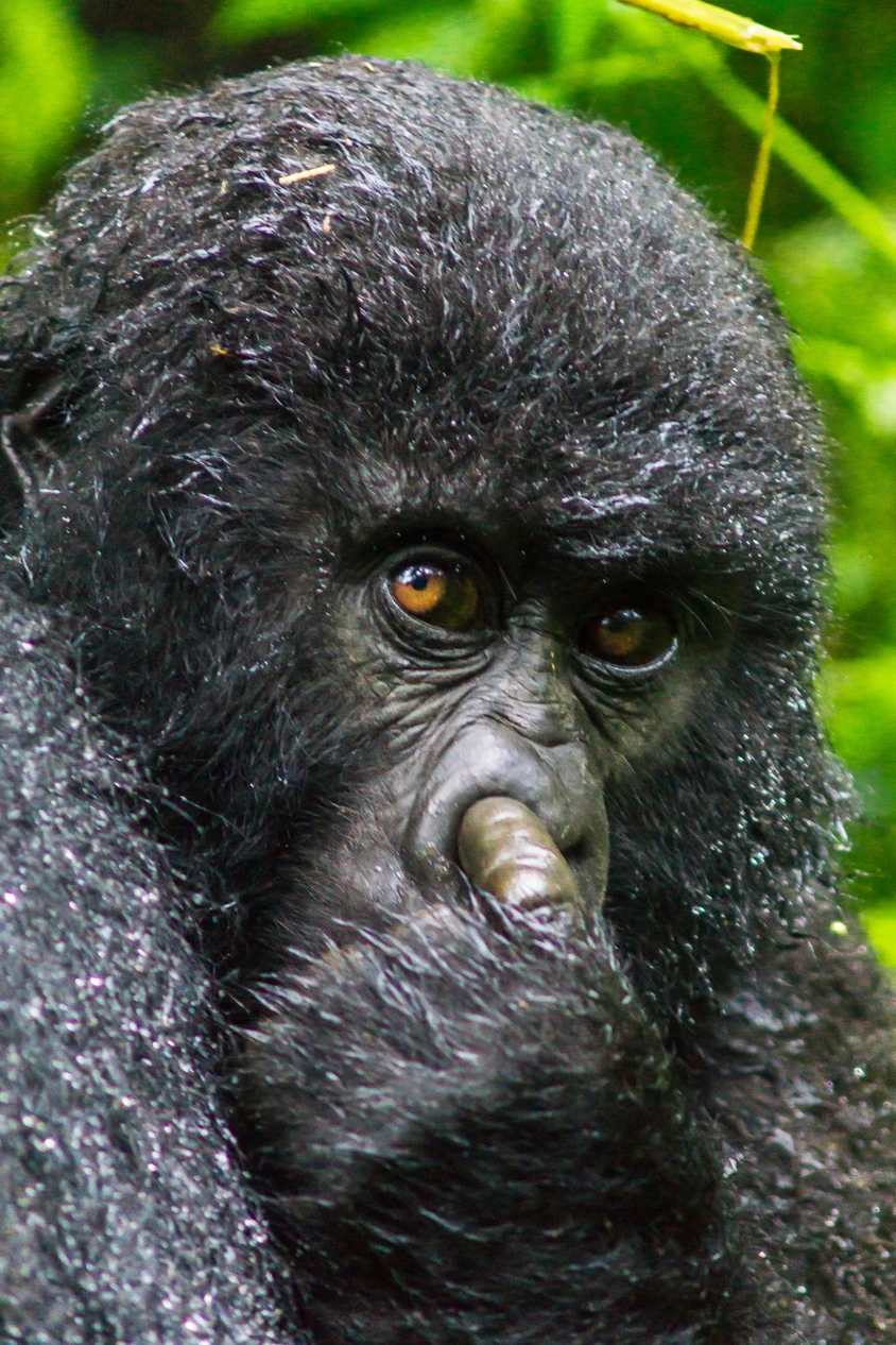 偶然の一枚が集結 ニヤニヤ笑える 野生動物写真アワード の9枚目の画像 Tabi Labo