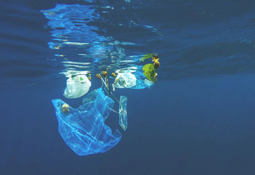 海の生き物たちが プラスチックごみを食べてしまう理由 が判明 Tabi Labo