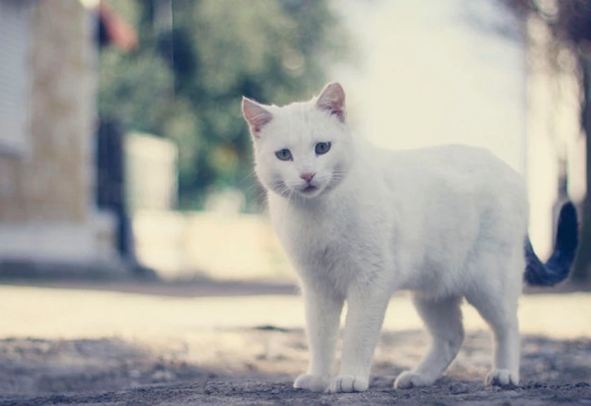 夢占い 猫の夢の意味とは たくさんの猫 黒猫 白猫の夢は吉夢 の4枚目の画像 Tabi Labo