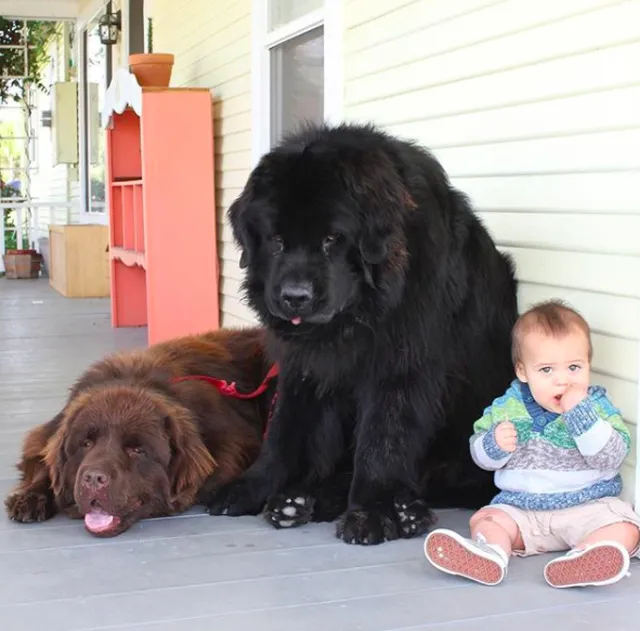 ニューファンドランド　大きい犬と赤ちゃん