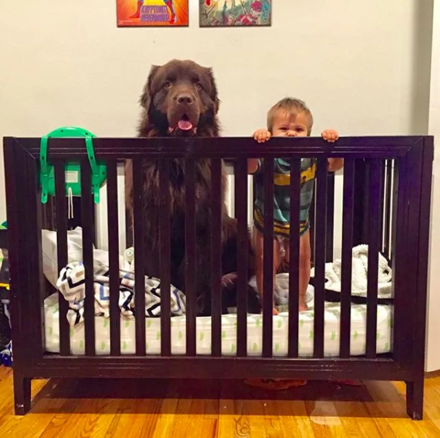 犬と赤ちゃん　つかまり立ち