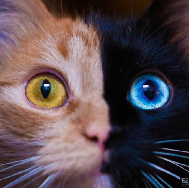 キメラ猫のヴィーナス　青と黄色の瞳