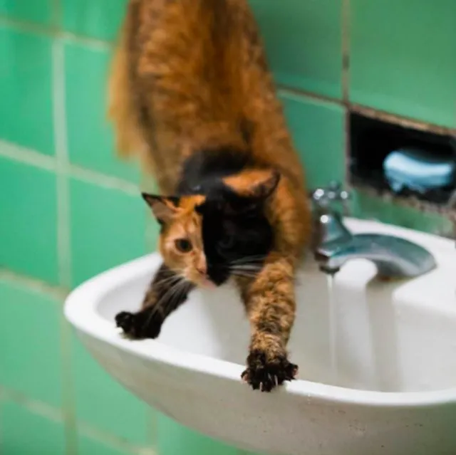 キメラ猫のヴィーナス　洗面台の上