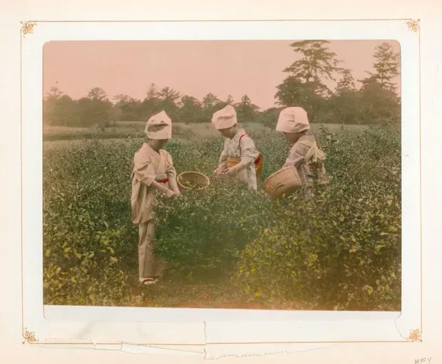 「100年前の美しい日本」茶摘み