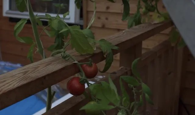 「エコハウス」で育つトマト　スウェーデン