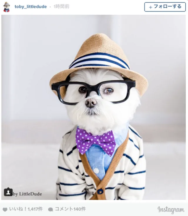 フォロワー8 5万人 黒ぶちメガネのおしゃれ犬が Instagramで大人気 Tabi Labo