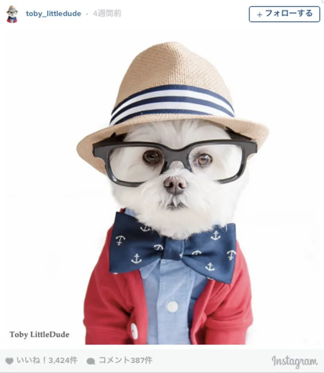 フォロワー8 5万人 黒ぶちメガネのおしゃれ犬が Instagramで大人気 Tabi Labo