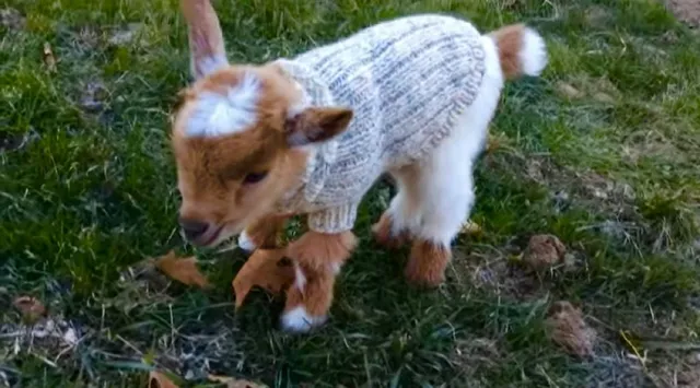 セーターを着た赤ちゃんヤギ