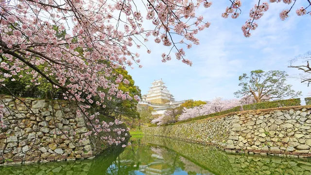 兵庫県姫路城の桜