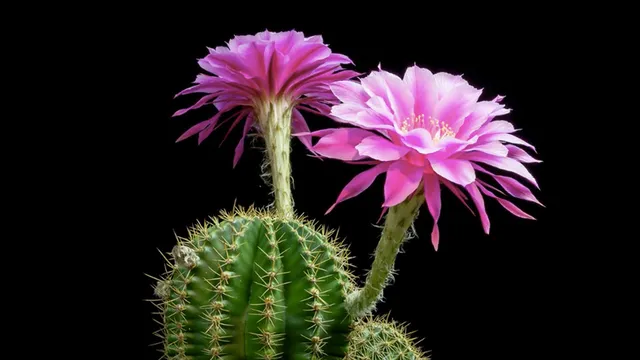 サボテンを売って 水不足を乗りきったお花屋さん Tabi Labo