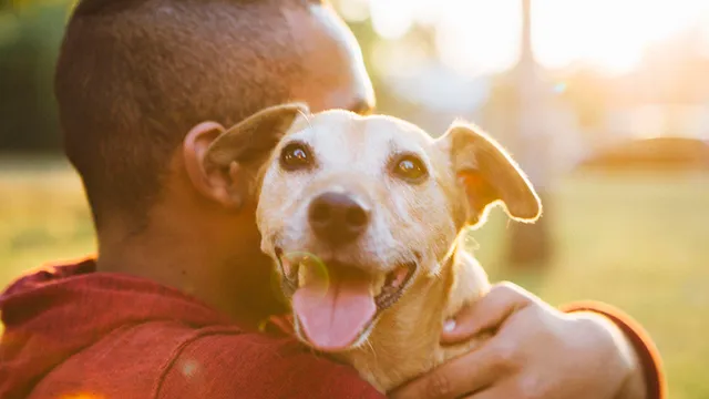 犬が持っている「8つの不思議な能力」。地震予知や飼い主の変化まで