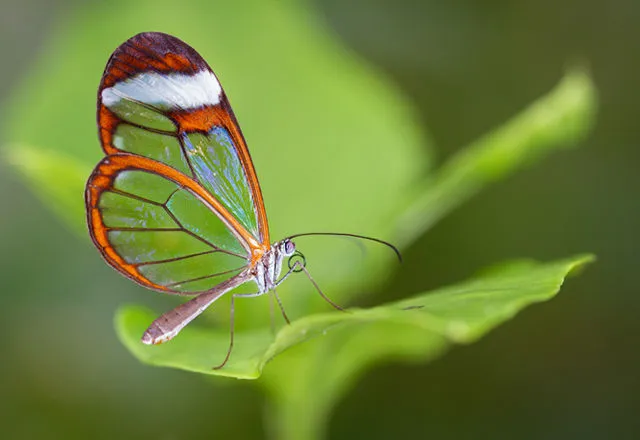 美しすぎる 透明な羽を持つ蝶々 小さな鏡と呼ばれる グラス ウィング バタフライ Tabi Labo