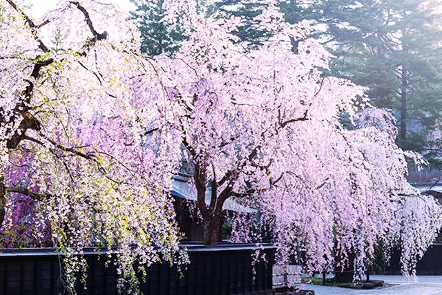 春の絶景 を撮影する旅 プチ遠出に東北三大桜をおすすめ Tabi Labo