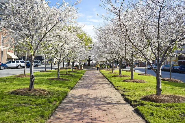 桜の木 35万本 アメリカの新たな 花見スポット がメイコンだ Tabi Labo