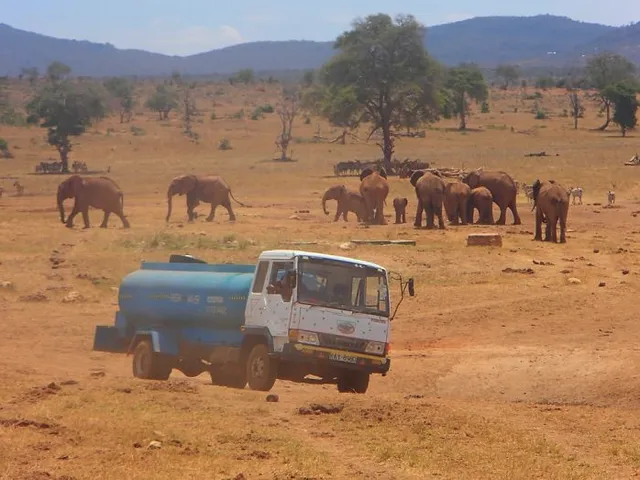 ケニア　砂漠　象　トラック