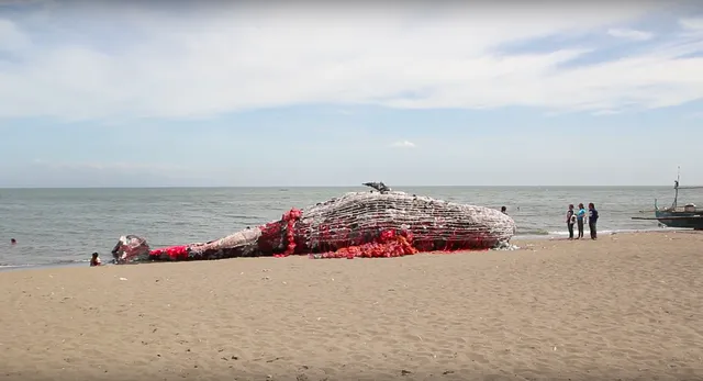 プラスチックごみのクジラ　浜辺に打ち上げられている