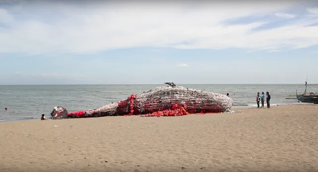 フィリピンの砂浜に打ち上げられた クジラ の悲痛なメッセージ Tabi Labo